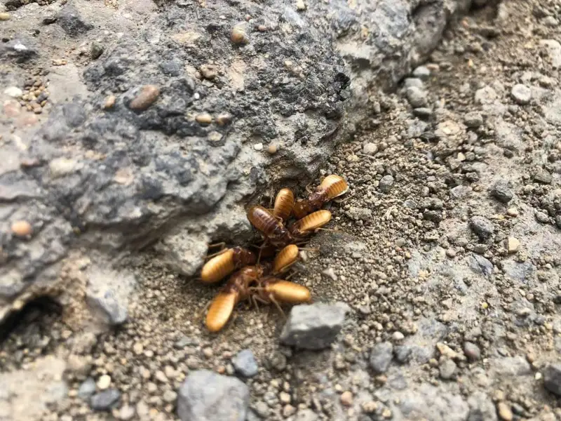 На нашествие термитов пожаловались жители Мангистау