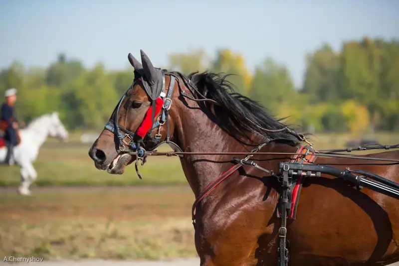 Ипподром реконструируют в одном из сел в ВКО