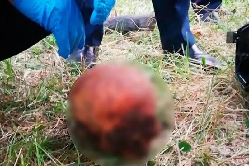 Человеческий череп нашли в Алтае