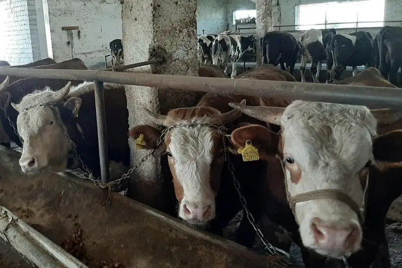 Около 1800 тонн мяса экспортировал Сайрамский район Туркестанской области