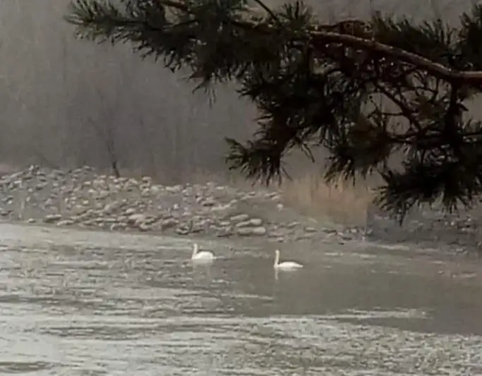 У будущего «моста любви» в Текели поселилась пара белых лебедей
