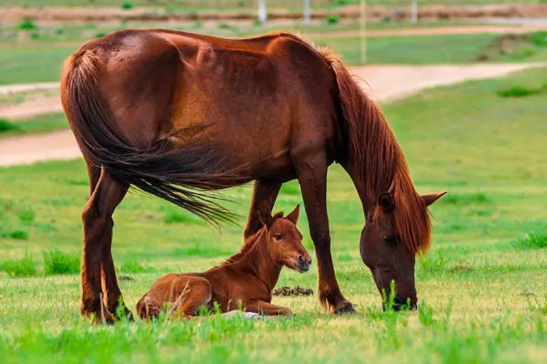 Пять видов субсидий и льготные кредиты доступны коневодам Казахстана