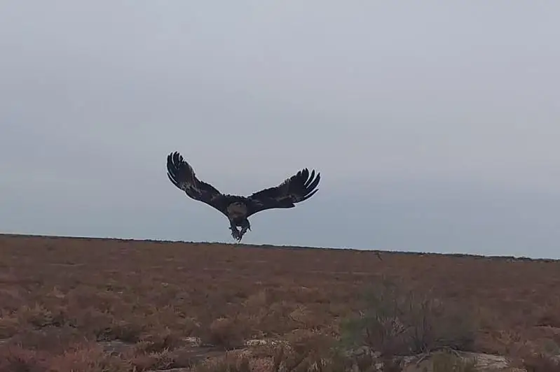 Спасенный на Тенгизе «краснокнижный» орел выпущен на свободу