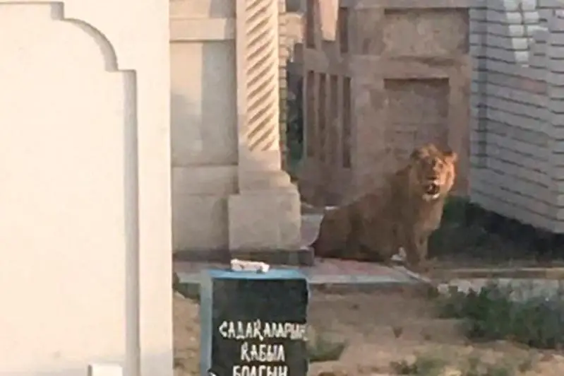 Владельцу льва вынесен приговор в Актау