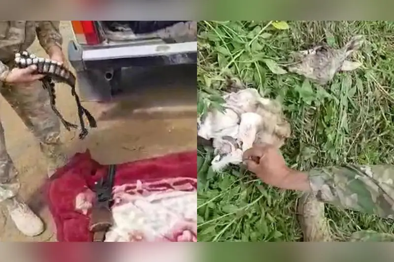 Тушу джейрана обнаружили в авто жителя Кызылординской области