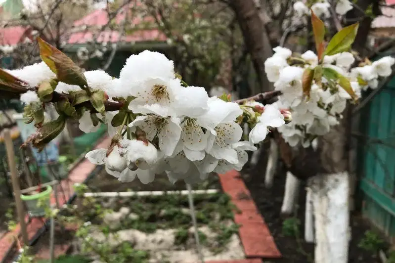 В Атырау цветущие абрикосы и черешня покрылись снегом