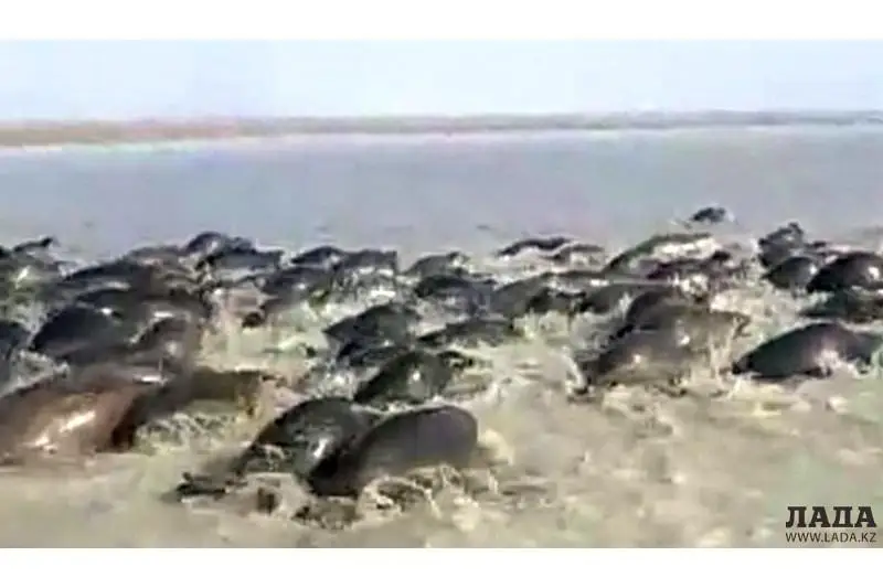 Стаю тюленей засняли на видео в Мангистауской области