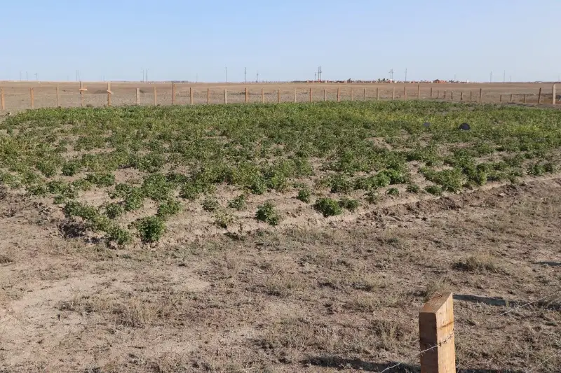 Сельчане активно осваивают земли в Таскалинском районе ЗКО