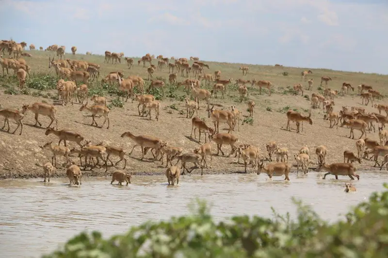 Чем будет заниматься Минэкологии Казахстана на ближайшую перспективу