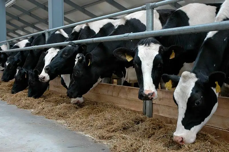 12 откормочных площадок открыли в Северном Казахстане