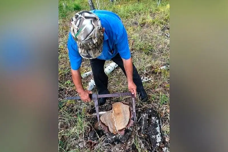 Каковы результаты космического мониторинга государственного лесного фонда СКО