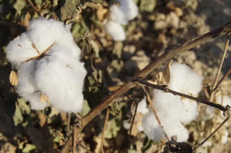 Сорт хлопка «Туркестан» выращивают в Кентау