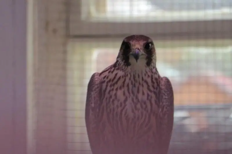 Спасенных краснокнижных птиц выпустили на волю в ВКО