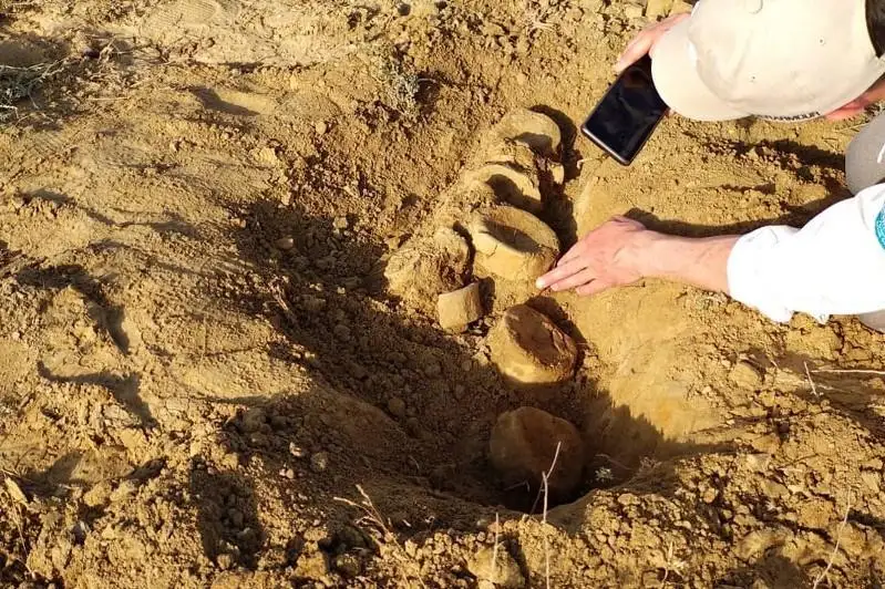 Скелет ихтиозавра передали краеведческому музею Актау