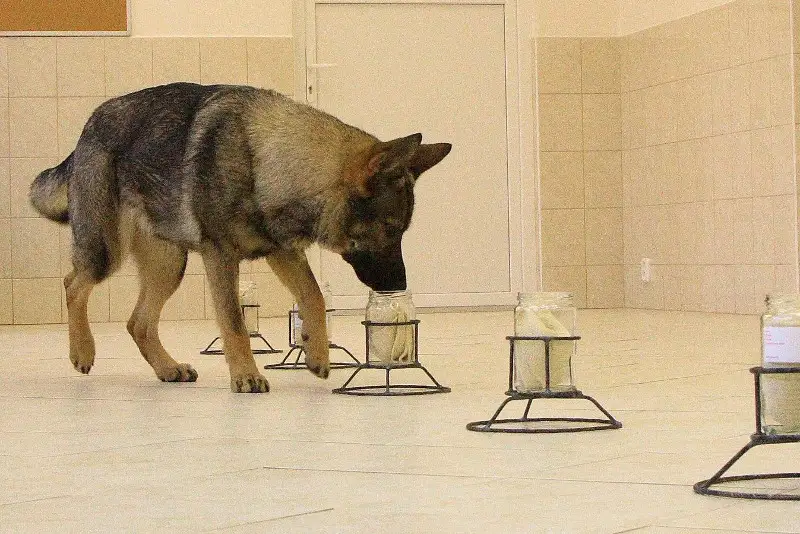 Одорологическая экспертиза: как и зачем проводится, рассказали в полиции Алматы