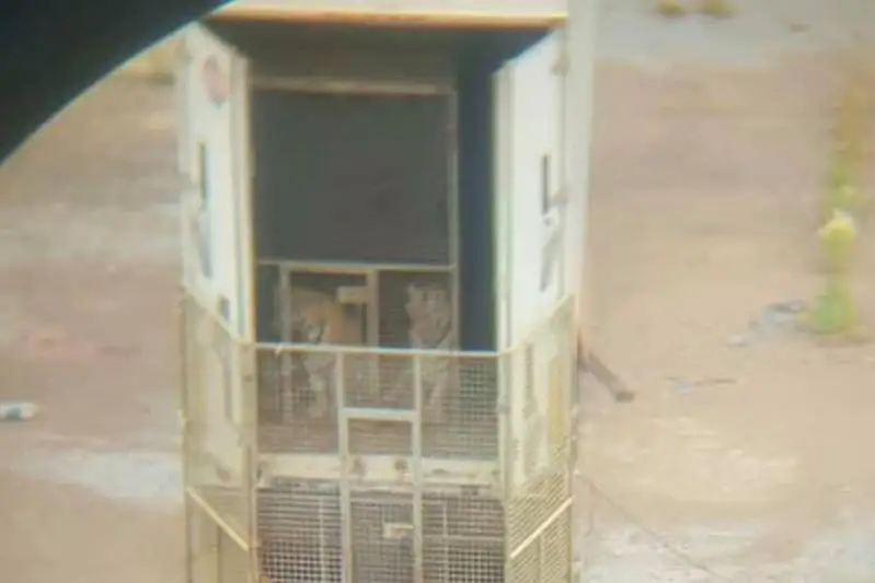 Оставленные тигры на штрафстоянке в Нур-Султане: стали известны владельцы животных