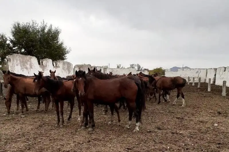 Сразу полсотни лошадей водворили на «штрафстоянку» в ВКО