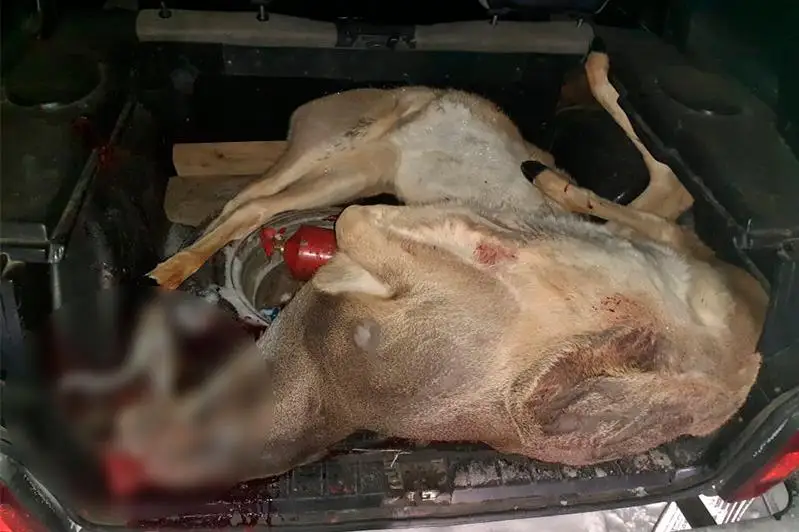 Двух сибирских косуль отстрелили браконьеры в СКО