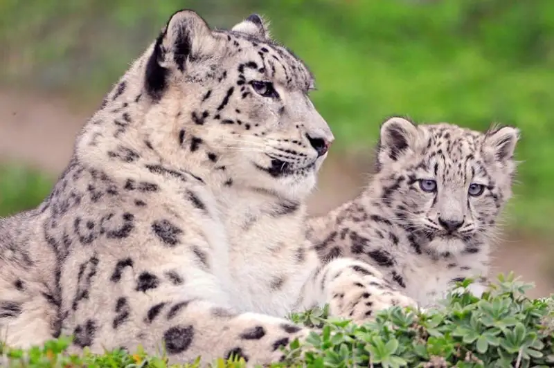 Популяция снежных барсов через 20 лет сократится еще на 10% - ООН