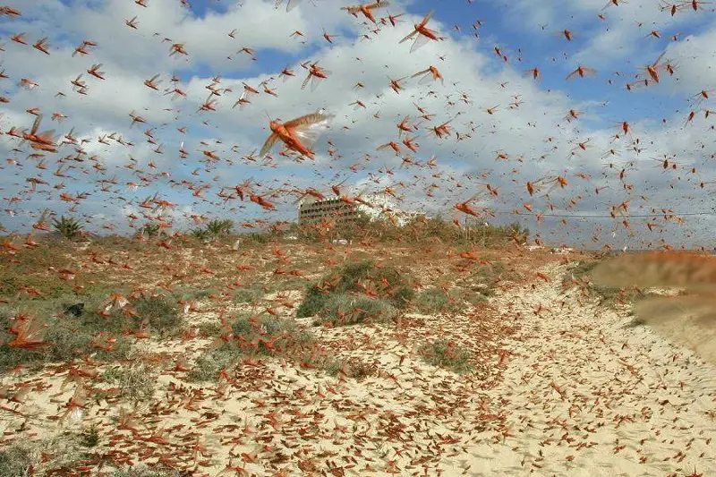 Нашествие саранчи: более 38 млн га обследуют ученые в Казахстане