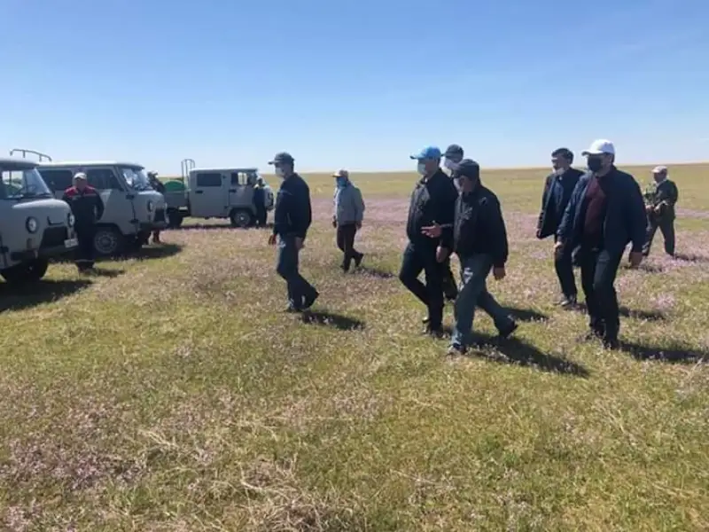 Работы по борьбе с саранчой продолжают в Туркестанской области