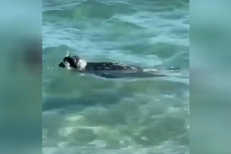 Тюленя забросали камнями отдыхающие на Каспии