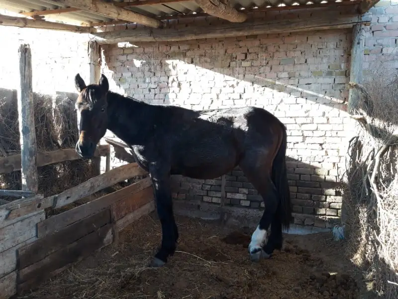 Два преступника, 49 ружей, сто голов похищенного скота - операция «Кошара» в Жамбылской области