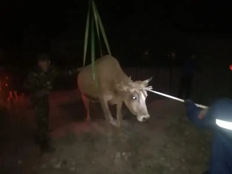 В Алматинской области спасатели вытащили из канализационного колодца корову