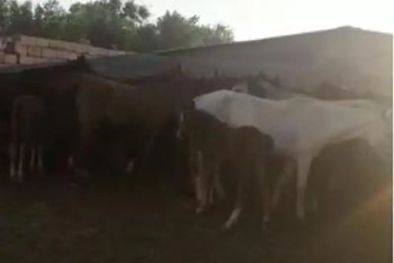 Пропавший табун лошадей нашли туркестанские полицейские в соседнем регионе