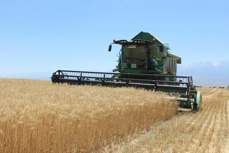 Семь из десяти районов Жамбылской области завершили уборку зерновых