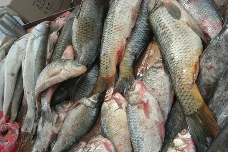 Опасную рыбу обнаружили в сточных водах в Мактааральском районе