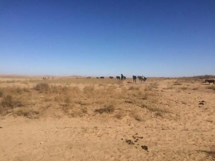 Сорок лошадей вернули хозяину жамбылские полицейские