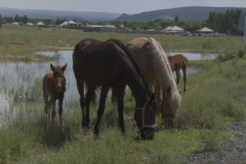 Скот на 70 млн тенге угнали в Туркестанской области