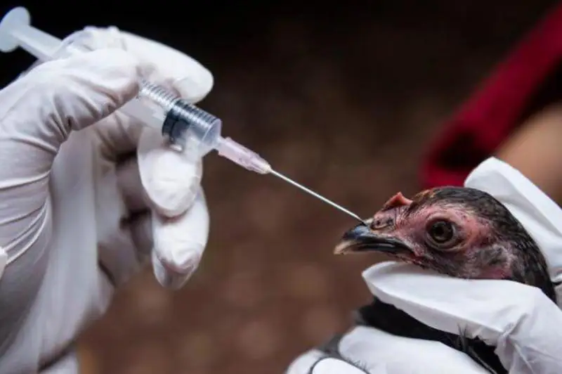 Более 173 тысяч голов домашней птицы вакцинировано в Акмолинской области