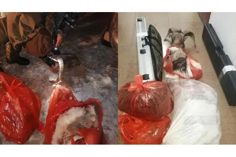 Браконьеры охотились на архара в Жамбылской области