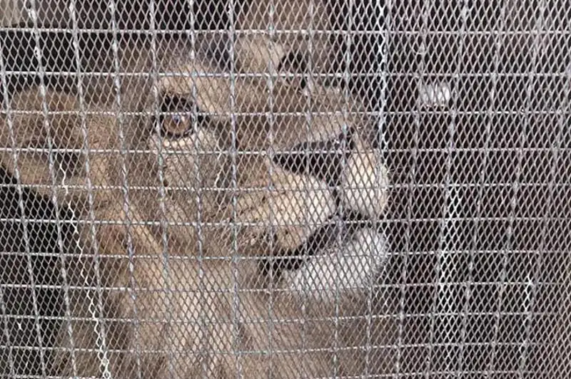 Актауский лев Симба прилетит в Алматы к вечеру