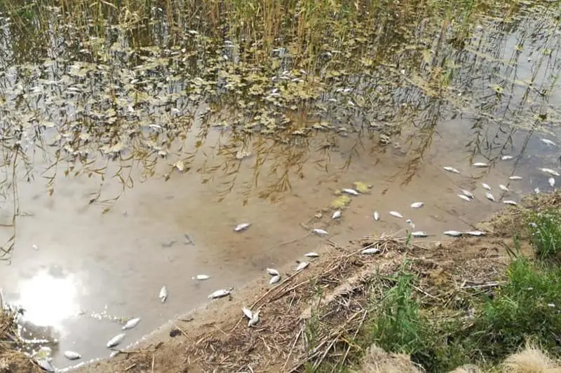 Причину гибели рыбы в озере выясняют в СКО
