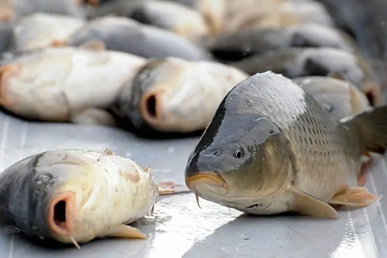 85,2 млн молоди рыбы спасено от гибели с начала года в водоемах Казахстана