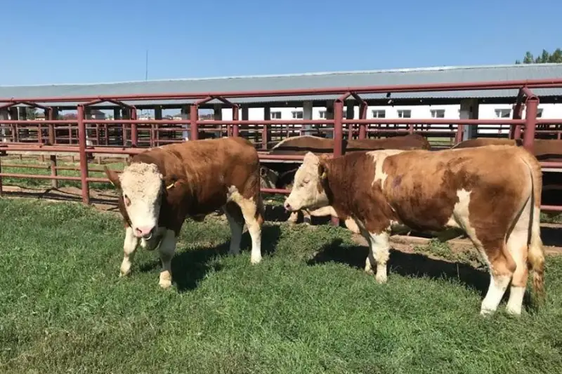 В Казахстан для пополнения генофонда КРС завезли племенных быков из Австрии