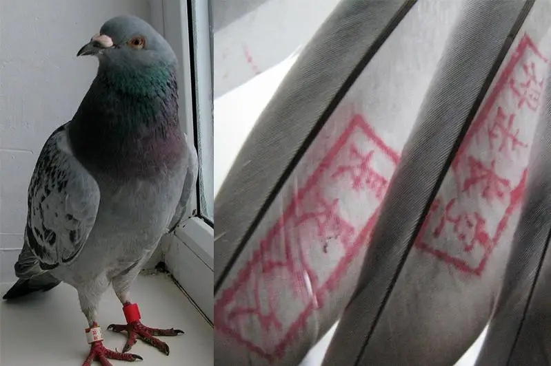 Откуда взялись сизые голуби с красными иероглифами на крыльях в Катон-Карагайском районе