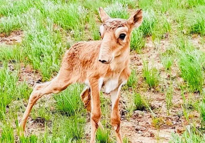 Казахстанских сайгаков пересчитают осенью