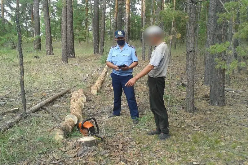 Житель ВКО незаконно вырубил лес для собственных нужд