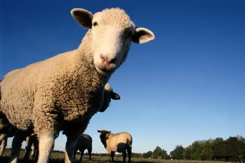 Каковы субсидии на каракулевое овцеводство, рассказали в Минсельхозе