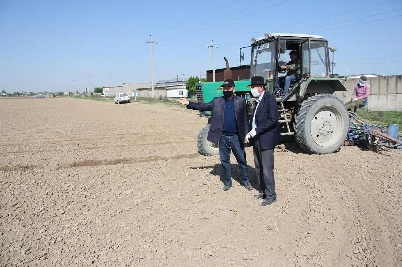 До 38 тысяч гектаров планируют довести площадь хлопчатника в Мактааральском районе