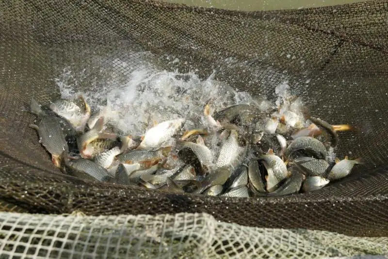 Как развивают рыбное хозяйство в Туркестанской области