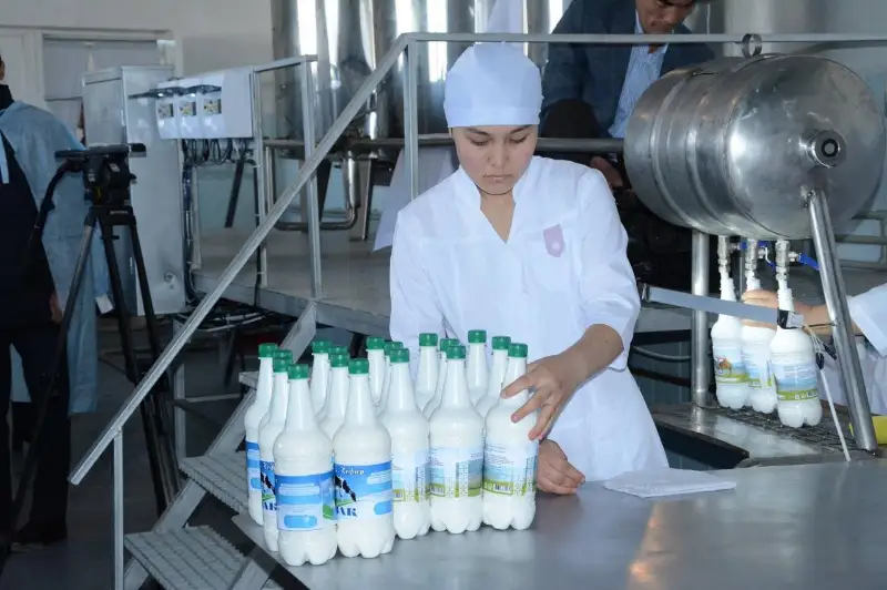 До двух тонн верблюжьего молока в неделю производят созакские хозяйства