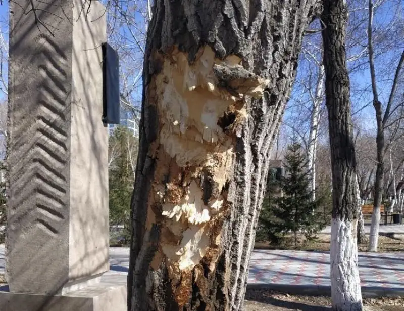Неизвестные повредили деревья в павлодарском парке
