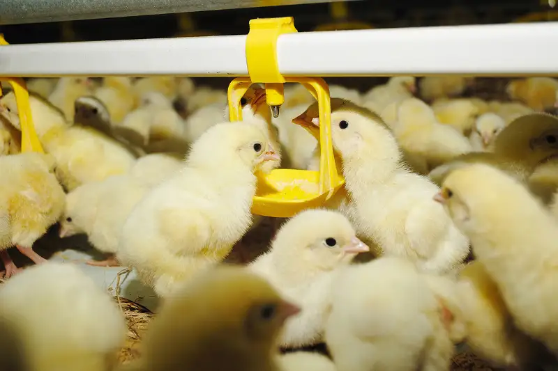 Более 100 млн цыплят ежегодно завозится в Казахстан