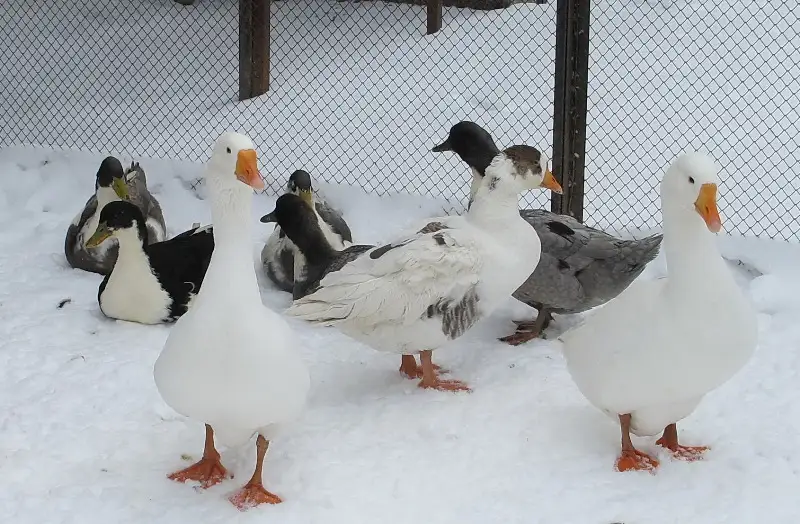 обитателей 