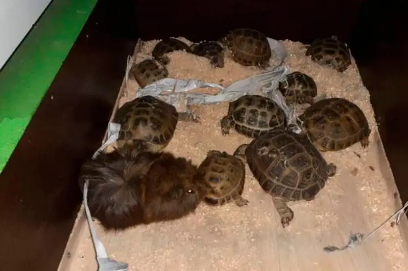 Свыше 20 животных задохнулись в дыму пожара в павлодарском магазине